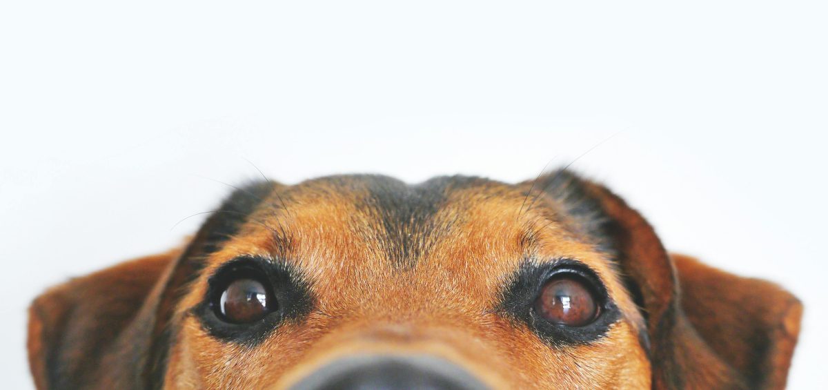 Honoring The Life Of Pets Through Love And Loss - Phaneuf Pet Memorial