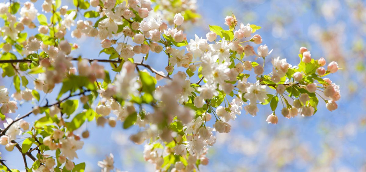 Spring Memorial Service Ideas In New Hampshire - Phaneuf Spring Memorial Service